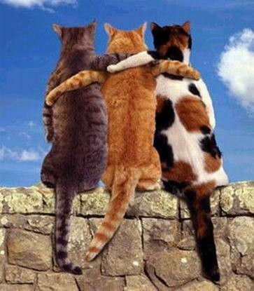 3 cats on bridge